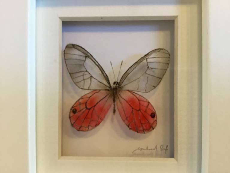 Pink opaque butterfly 21-7-10 - Michael Dix