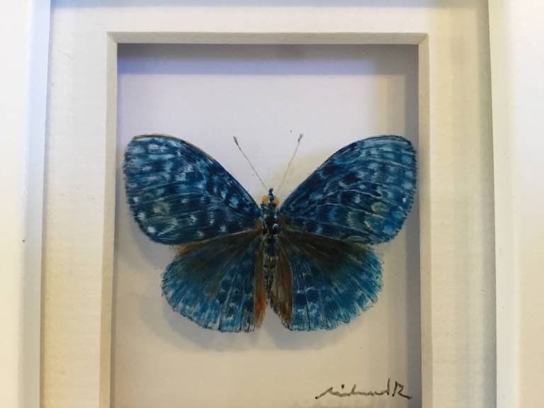 Michael Dix - Blue Curved Wing butterfly 21-7-11
