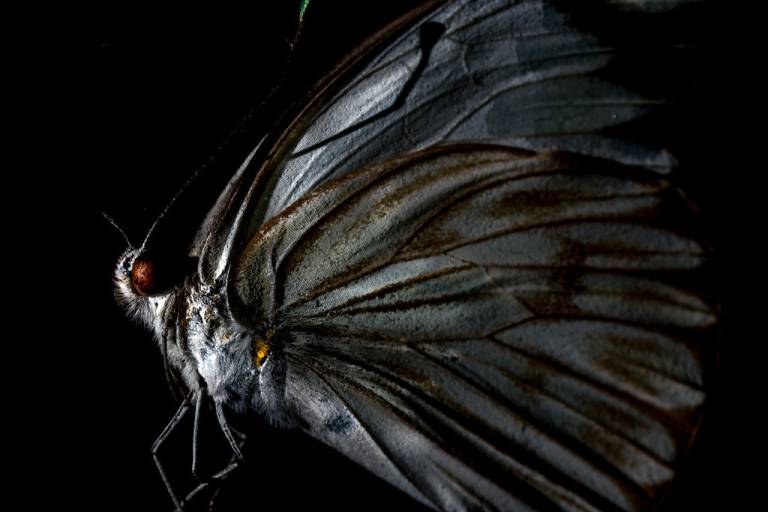 Silvermoth - Louise Knaresborough