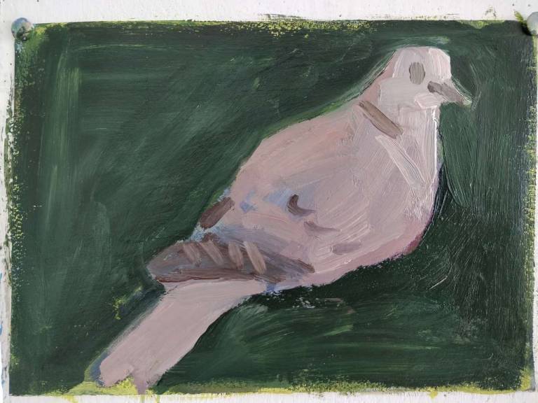 Simon Carter - Collared Dove