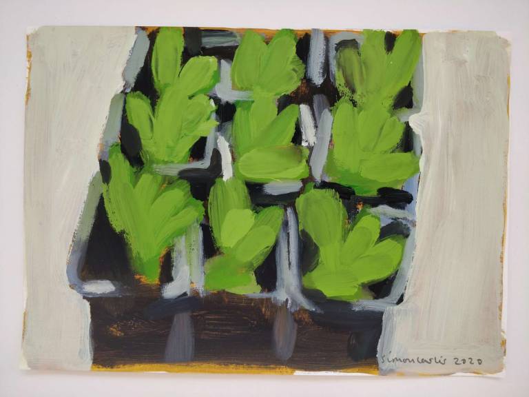 Simon Carter - Lettuce Seedlings