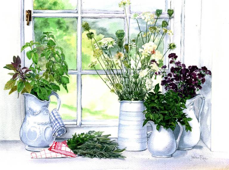 Herbs in white jugs - Janie Pirie