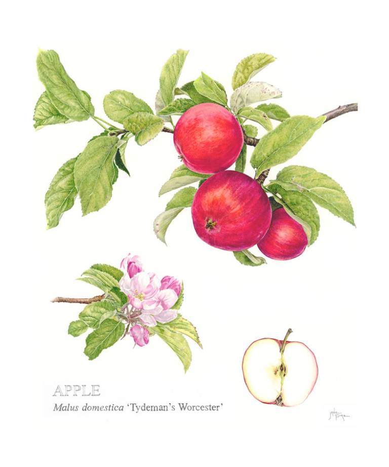 Apple 'Tydeman's Worcester'  - Janie Pirie
