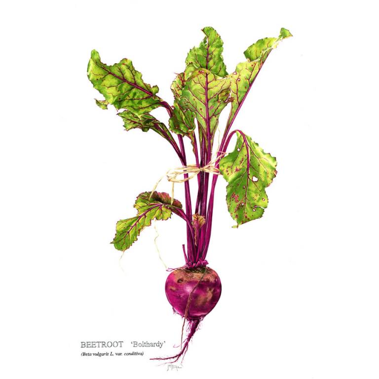 Beetroot 'Bolthardy' - Janie Pirie