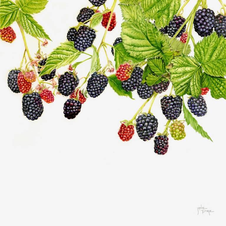 Blackberry 'Loch Ness' - Janie Pirie
