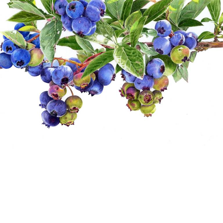 Blueberry 'Chandler' - Janie Pirie