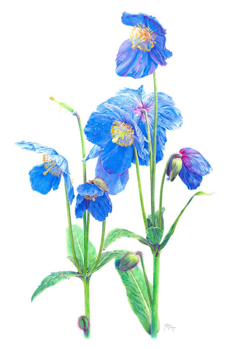 Blue_poppies - Janie Pirie