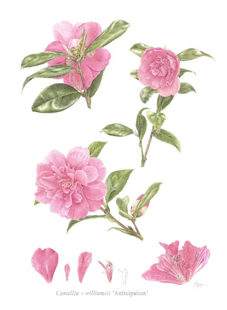 Camellia x williamsii - 'Anticipation' - Janie Pirie