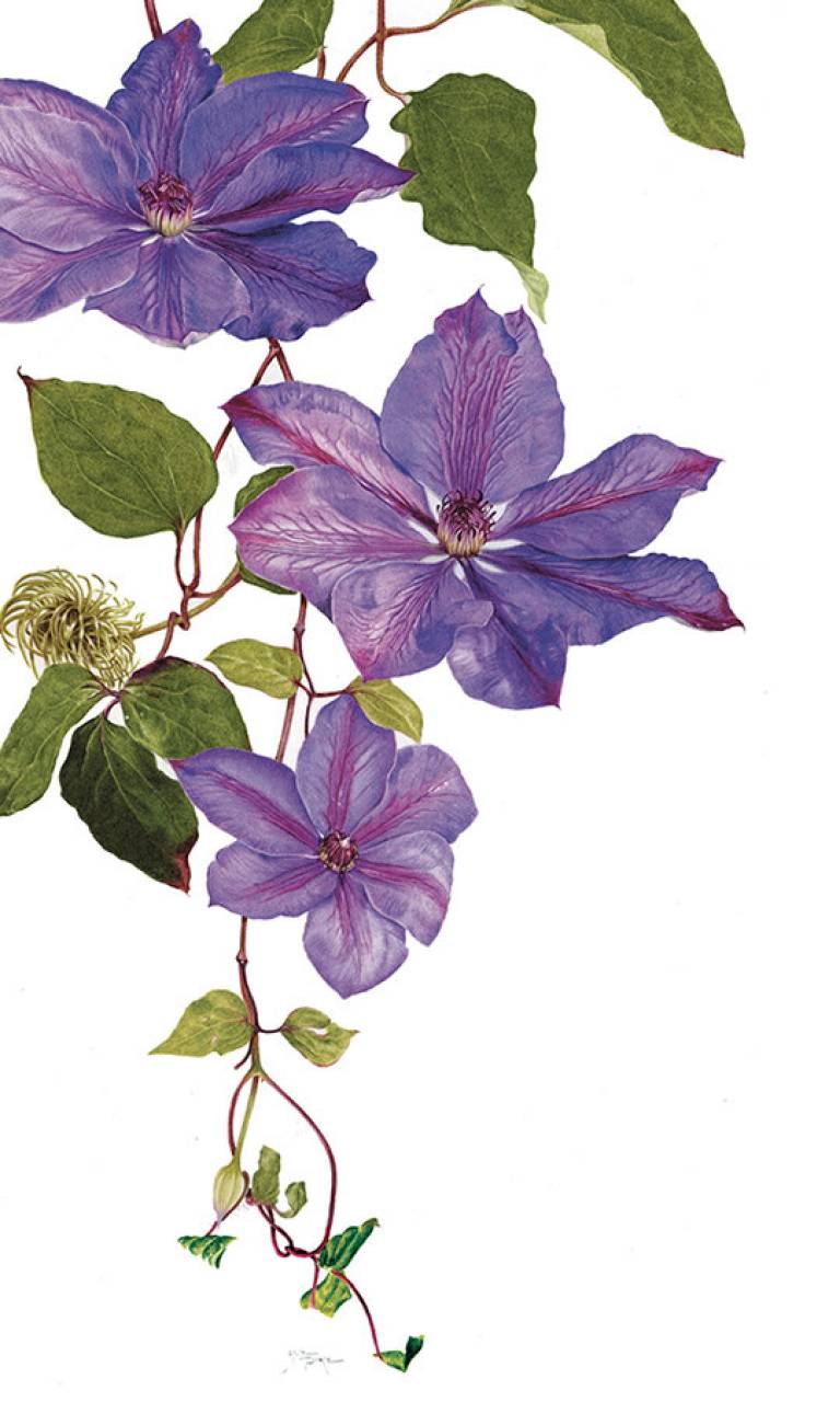 Clematis - Janie Pirie