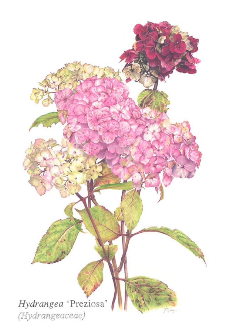 Hydrangea Preziosa - Spring, Summer & Autumn - Janie Pirie