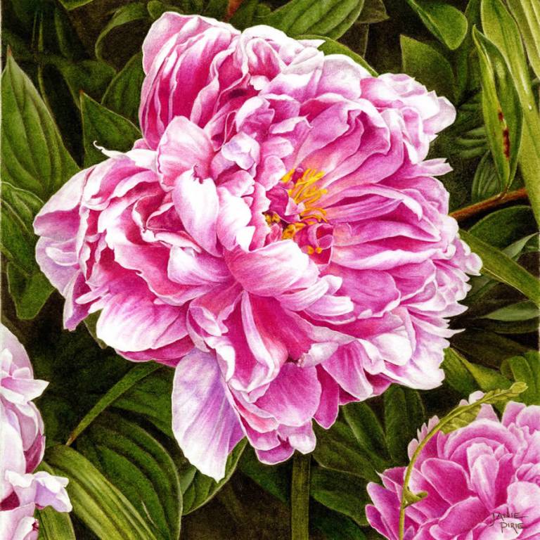 Paeony - 'Sir Alexander Fleming' - Janie Pirie