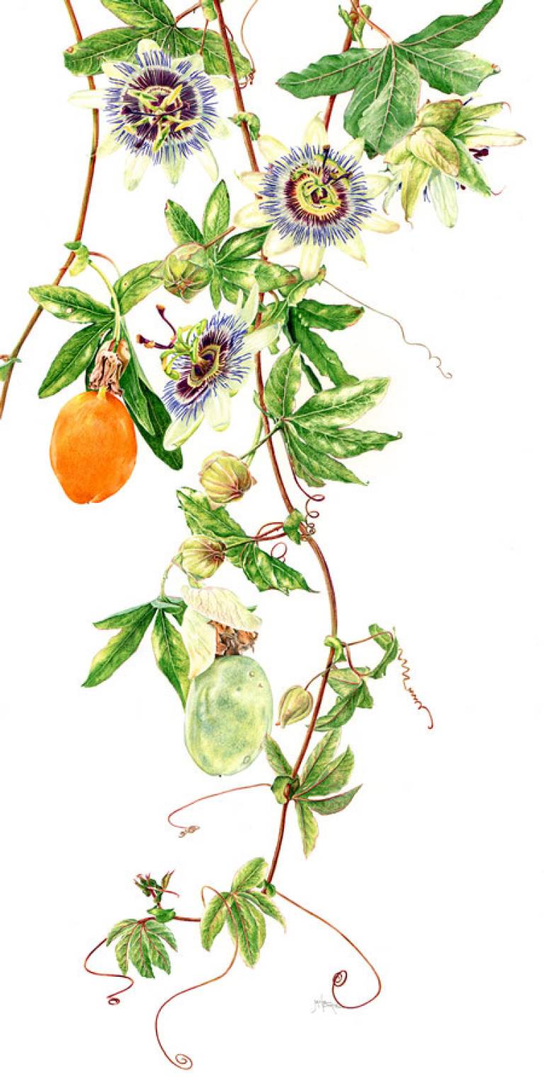 Passion Flower - Passiflora caerulea - Janie Pirie