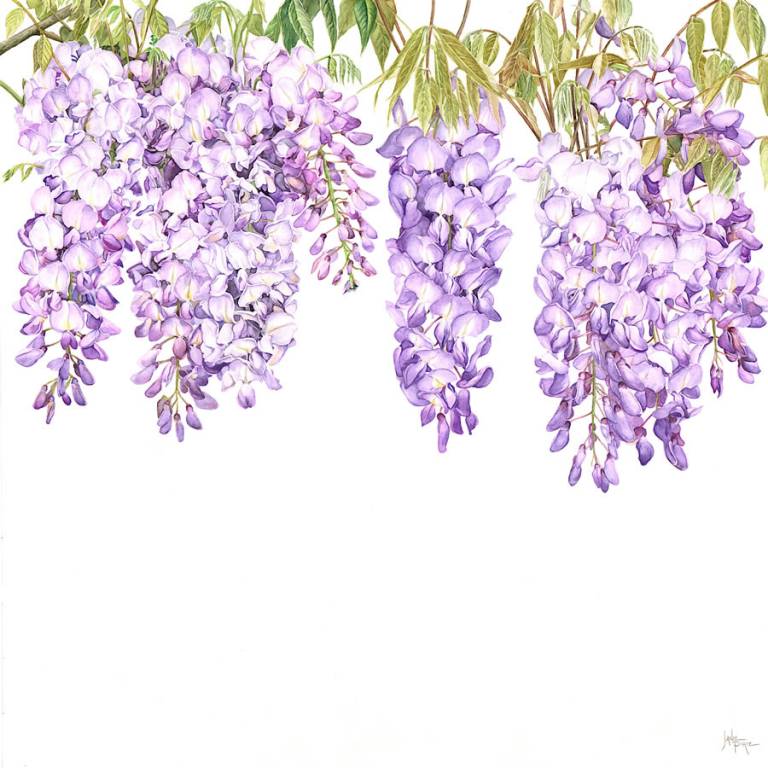 Wisteria Sinensis - Janie Pirie