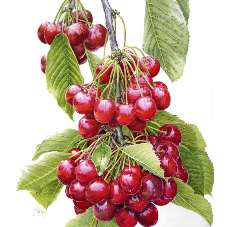 Cascading Cherries 'Stella' - Janie Pirie