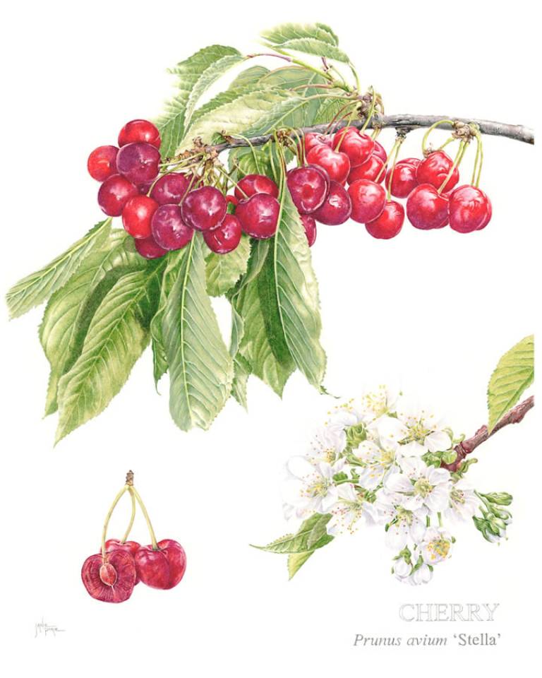 Cherry 'Stella' - Janie Pirie