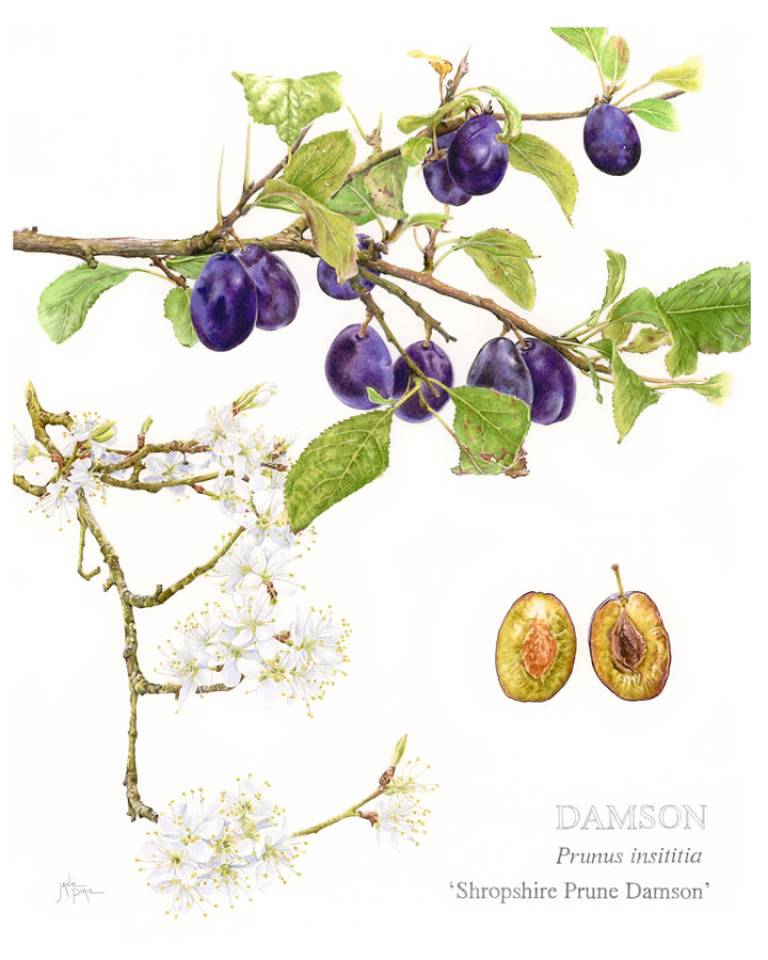 Damson - ‘Shropshire Prune Damson’ - Janie Pirie