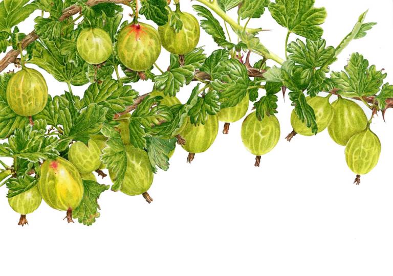 Gooseberry 'invicta' - Janie Pirie