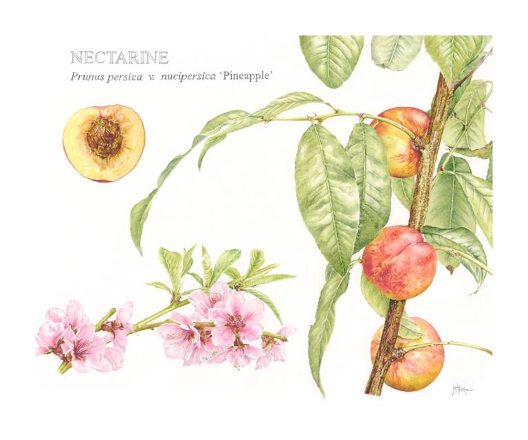 Nectarine Pineapple' - Janie Pirie