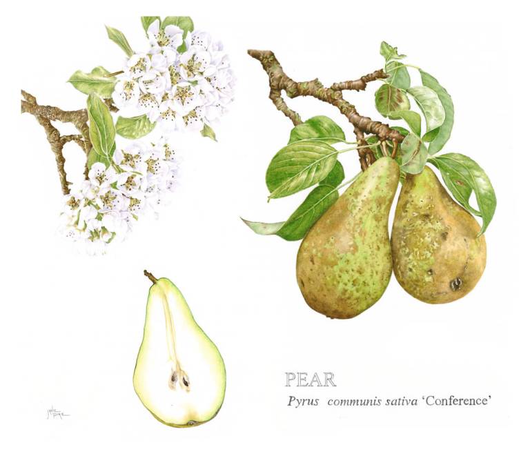 Pear 'Conference' - Janie Pirie