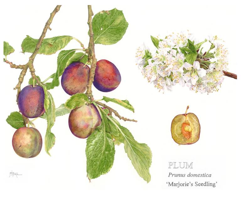 Plum 'Marjorie's Seedling' - Janie Pirie