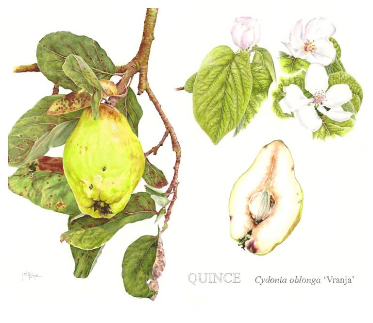 Quince 'Vranja' - Janie Pirie