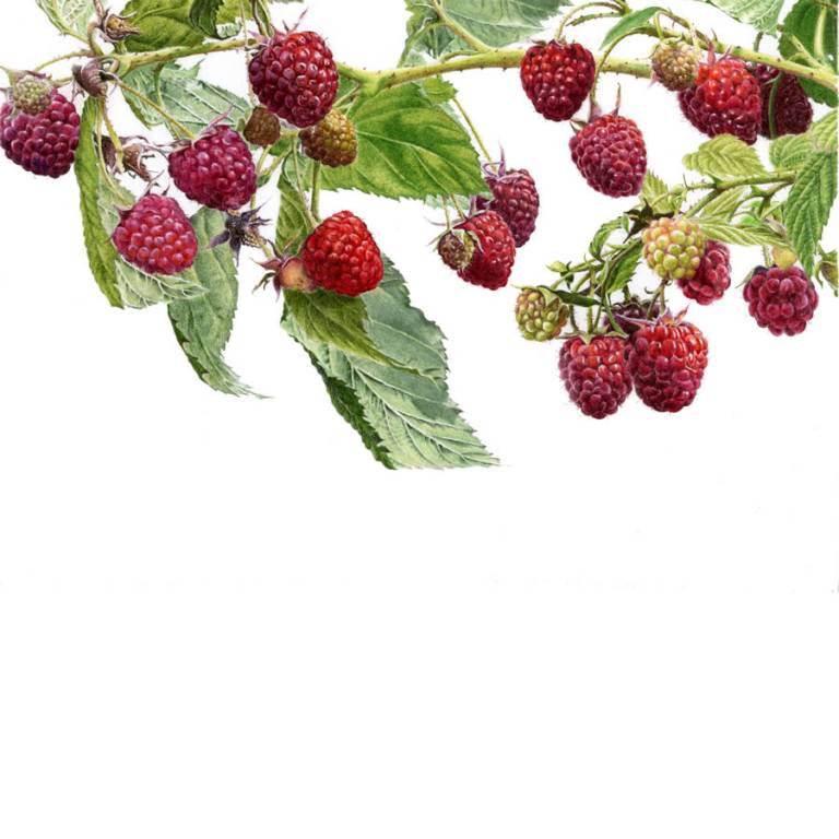 Raspberry - 'Autumn Bliss' - Janie Pirie