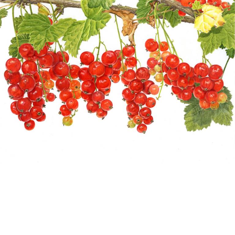 Redcurrant - 'Laxton's No 1' - Janie Pirie