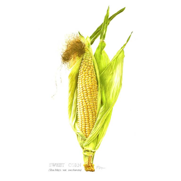 Sweet Corn - Janie Pirie