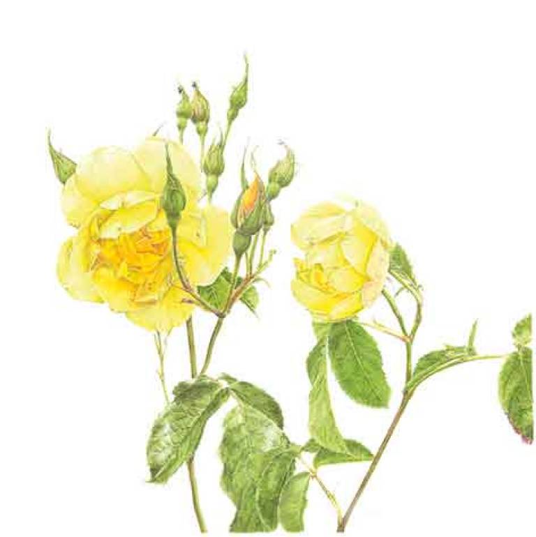 Rosa 'Buttercup' - Janie Pirie