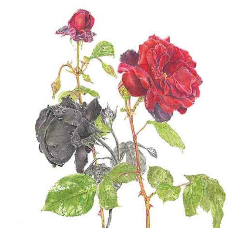 Rosa 'Black Beauty' - Janie Pirie