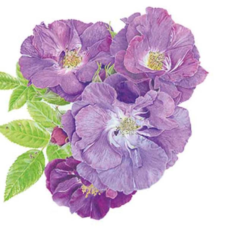 Rosa 'Rhapsody in Blue' - Janie Pirie