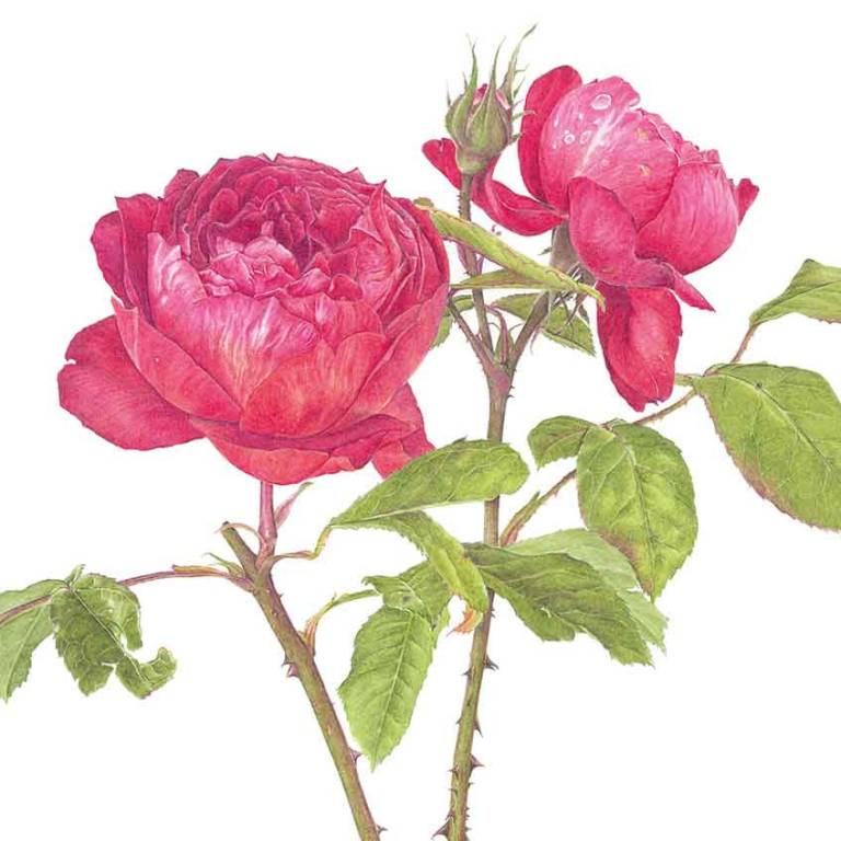 Rosa 'Benjamin Britten' - Janie Pirie