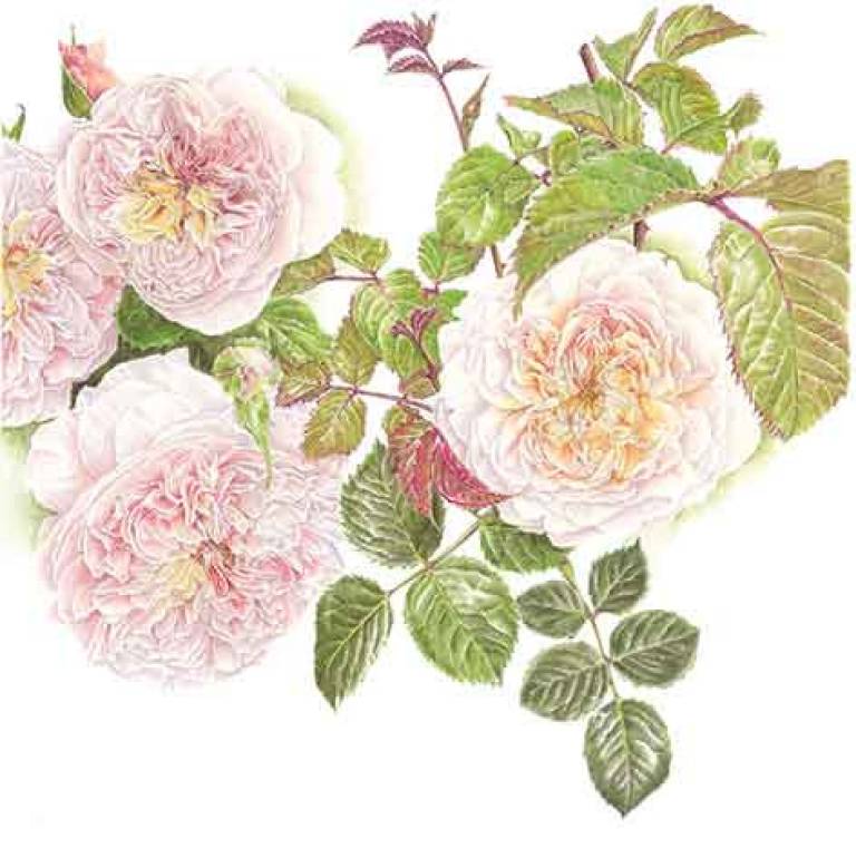 Rosa 'Emily Brontë' - Janie Pirie