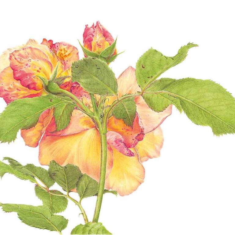 Rosa 'Fighting Temeraire' - Janie Pirie