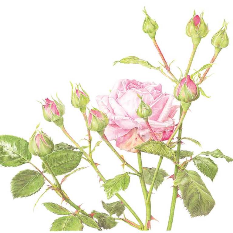 Rosa 'Anthony' - Janie Pirie