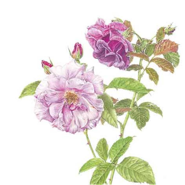 Rosa 'Blueberry Hill' - Janie Pirie