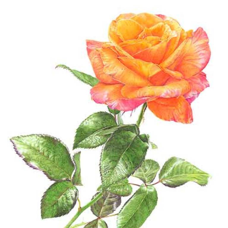 Rosa 'Mamma Mia!' - Janie Pirie