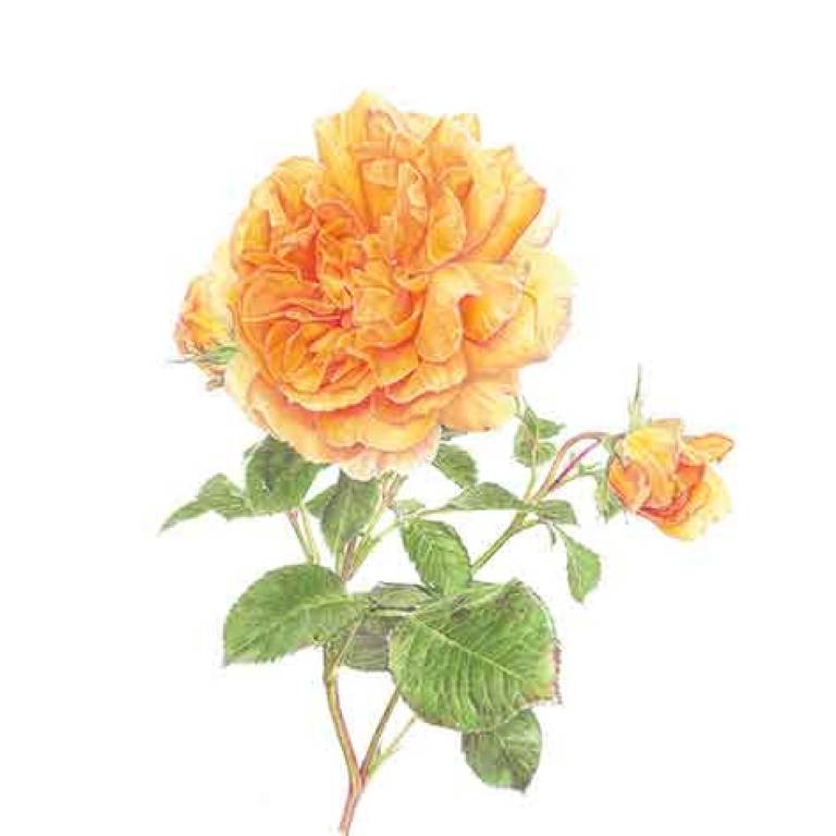 Rosa 'Dame Judi Dench' - Janie Pirie