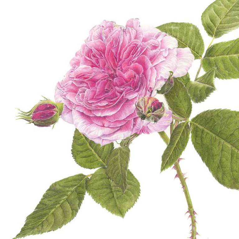 Rosa 'Gertrude Jekyll' - Janie Pirie