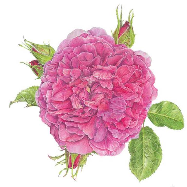 Rosa 'Princess Anne' - Janie Pirie