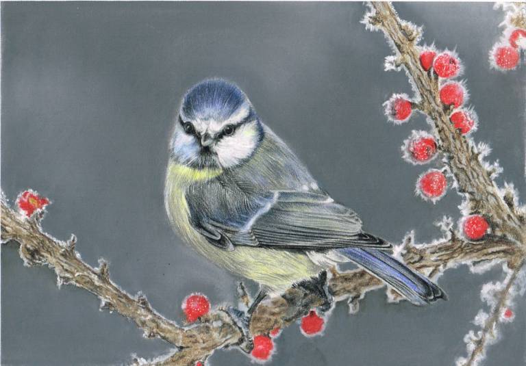 Blue Tit in the Frost - Janie Pirie