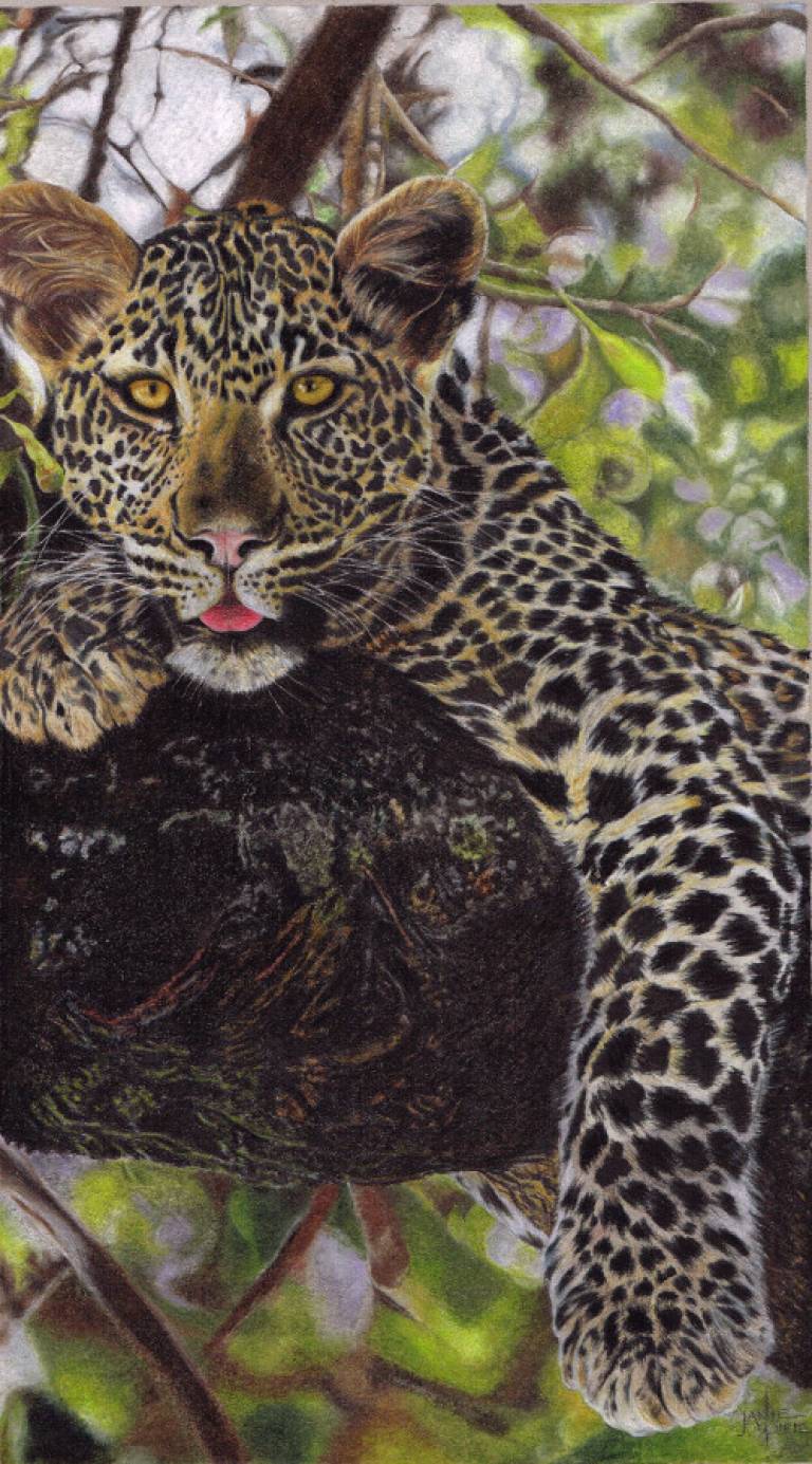 Leopard At Rest - Janie Pirie