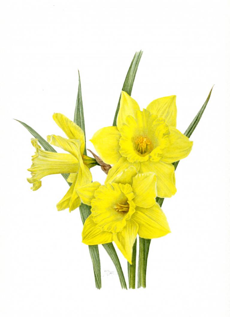 Daffodils - Janie Pirie