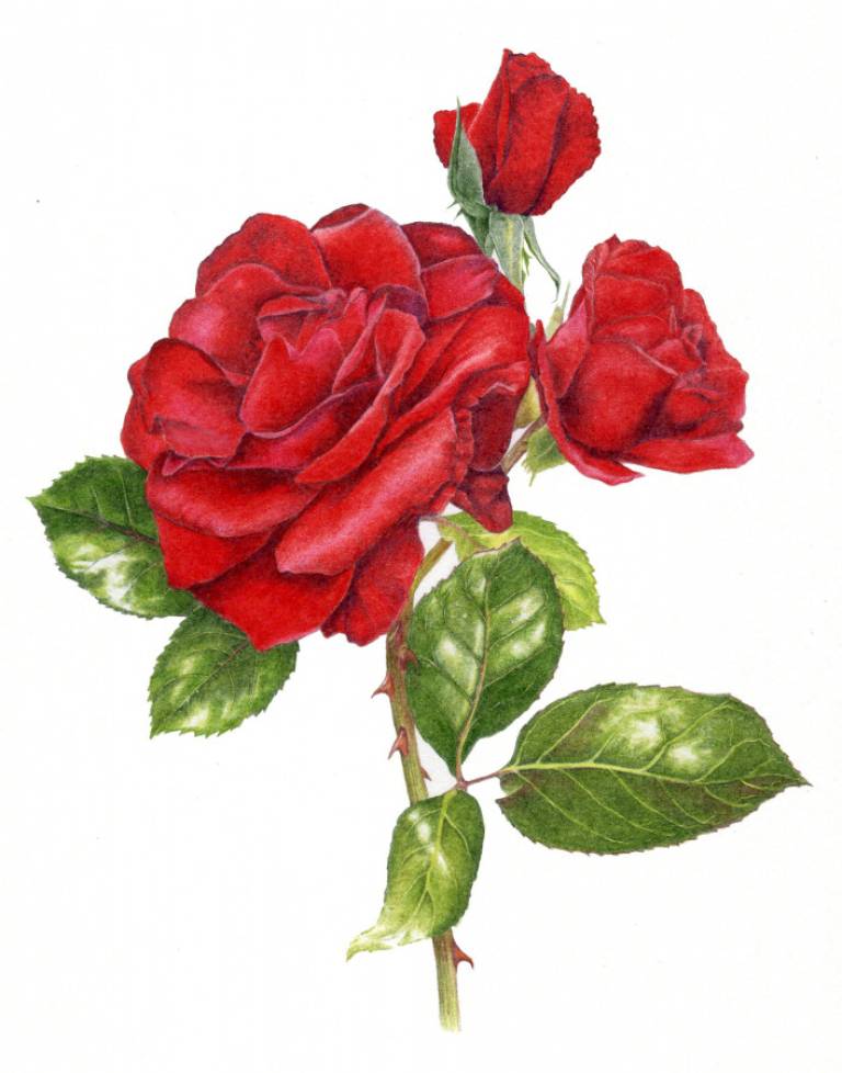 Red Rose - Janie Pirie