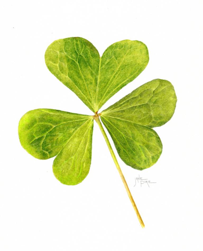 Shamrock - Janie Pirie