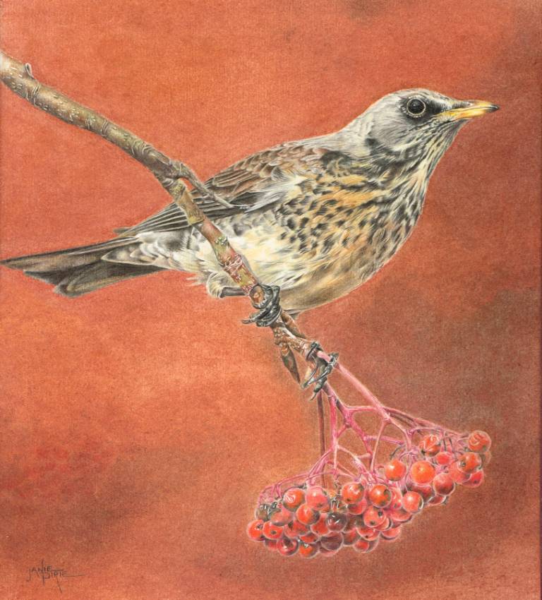 Fieldfare - Janie Pirie