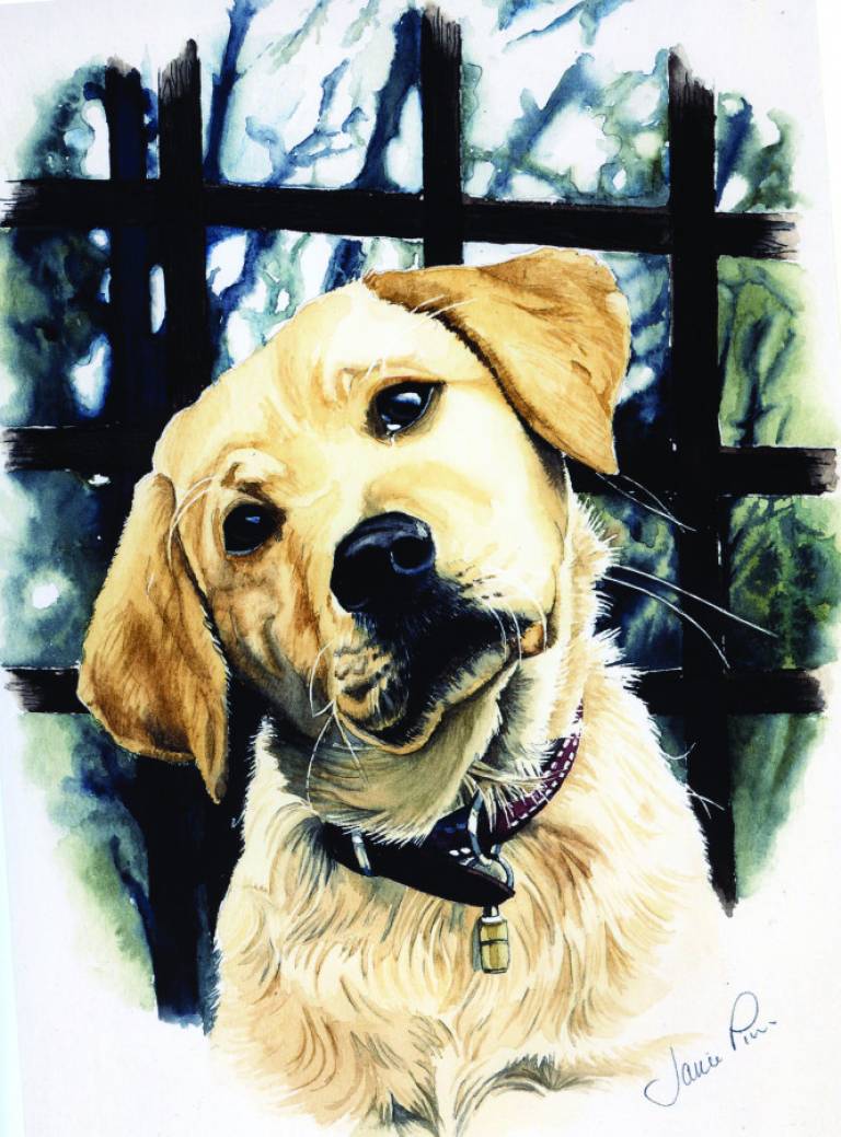 Golden Labrador Puppy - Janie Pirie