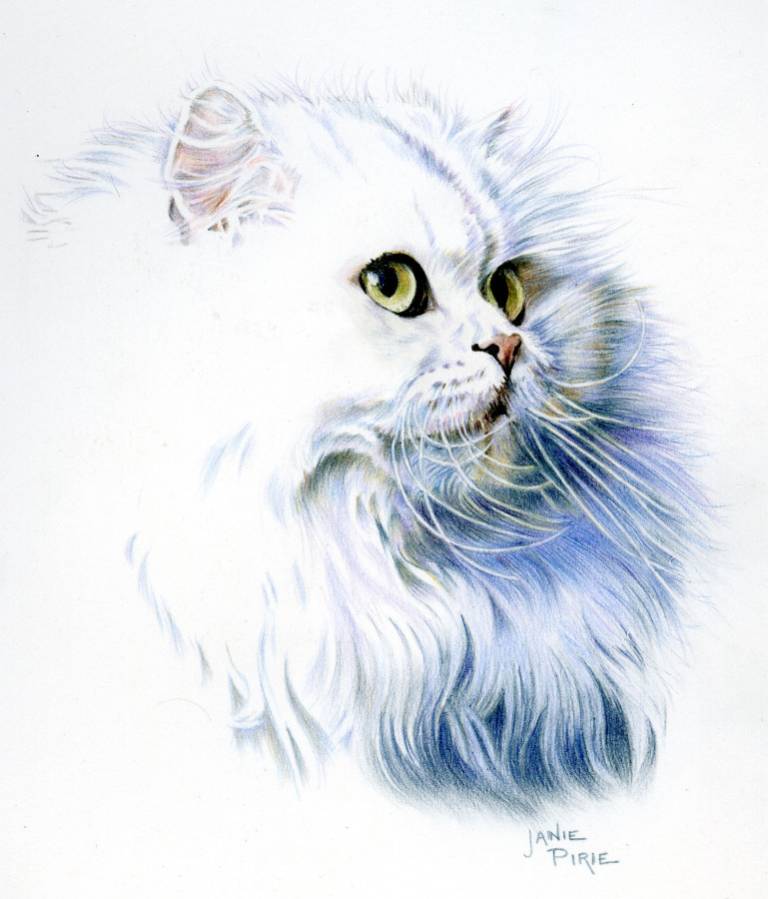 Portia the Persian - Janie Pirie