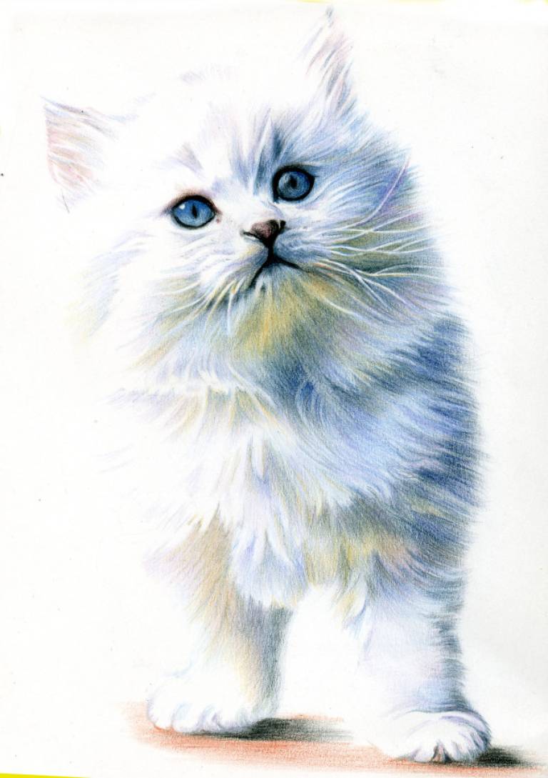 Persian Kitten - Janie Pirie