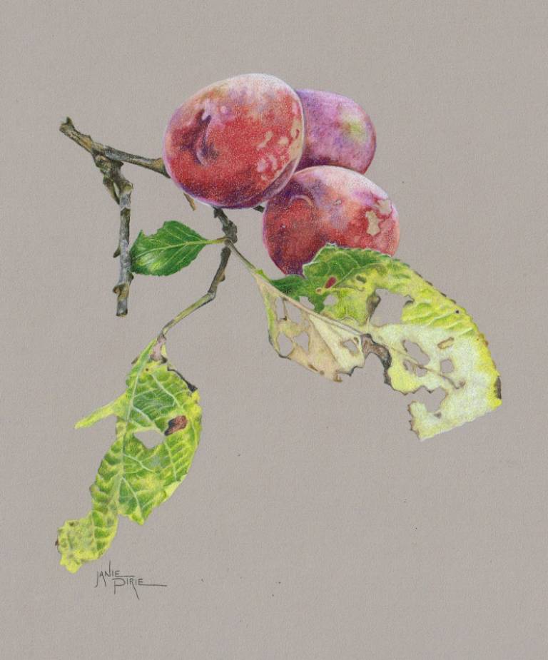 Three Victoria Plums No.1 - Janie Pirie